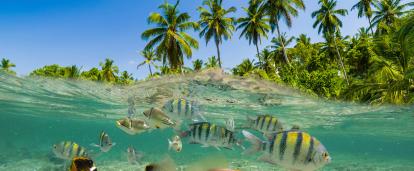 A view of an island from the crystal clear waters in Fiji. Tropical fish spotted on a survey dive during the Discovery Tour in Fiji.
